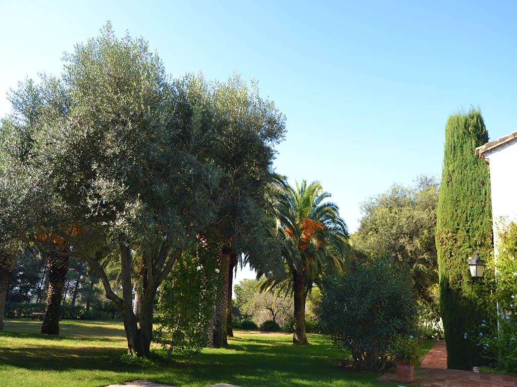 la casa rural en sitges con una vegetación frondosa y altas palmeras mediterráneas