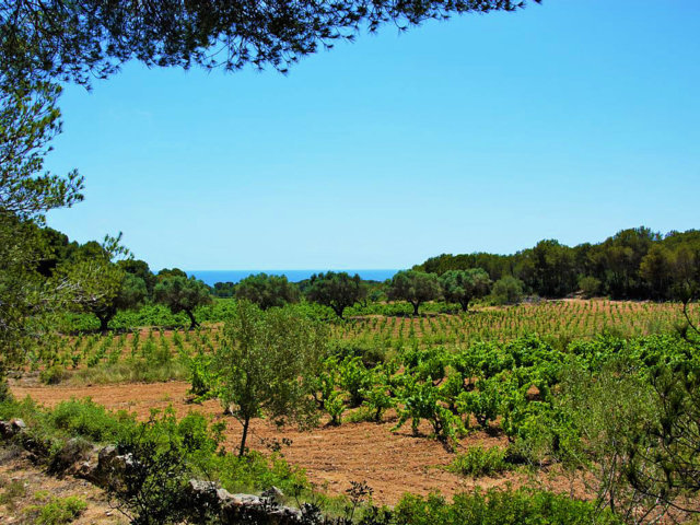 espectaculares vistas sobre los viñedos de la casa rural en sitges