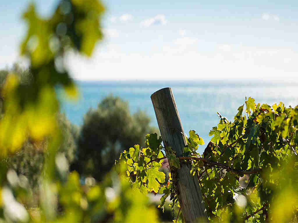 Penedés et la culture du vin