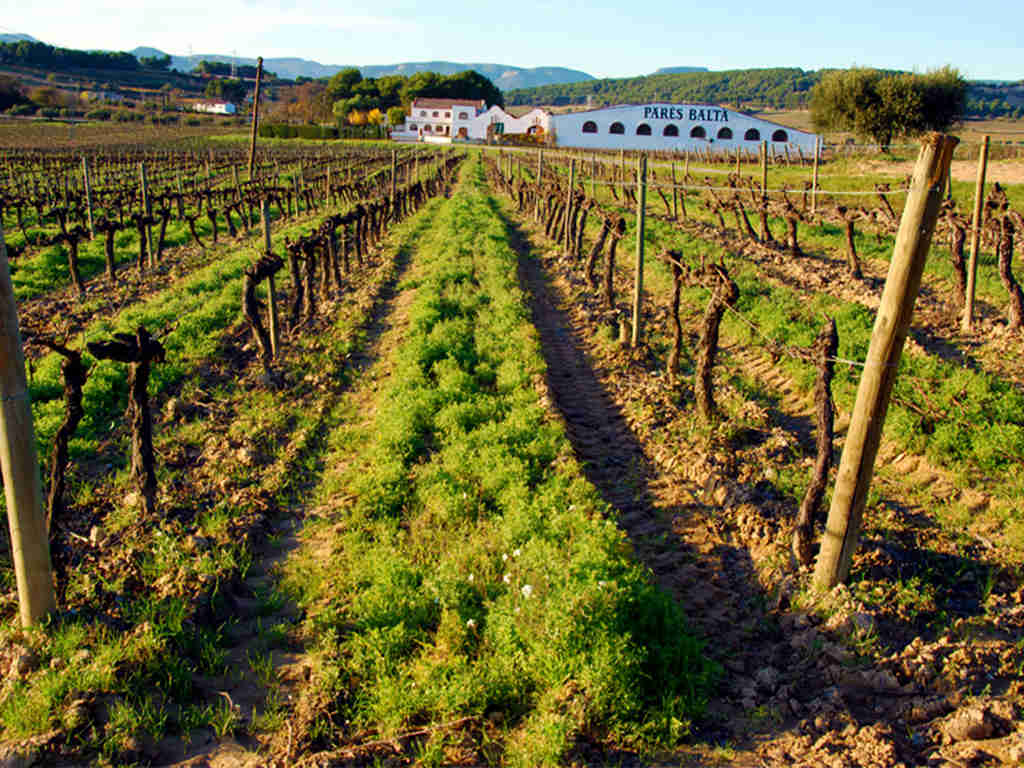 vino ecológico