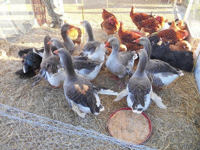 Feria de Capones y Aves de Valls